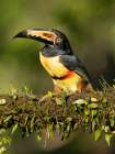 Collared Aracari- perched on branch- Costa Rica- Central America Art Print